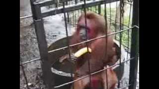 Funny monkey eating banana [upl. by Jasmin]