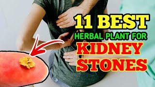 11 MABISANG HALAMANG GAMOT SA KIDNEY STONES  ALTERNATIBONG GAMOT SA SAKIT SA BATO [upl. by Ivgnout]