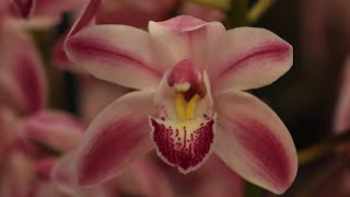 Cymbidium Orchid Species and Varieties [upl. by Adnileb]