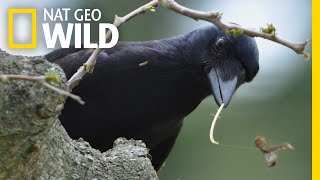 ToolMaking Crows Are Even Smarter Than We Thought  Nat Geo Wild [upl. by Glass]