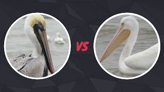 Brown Pelican vs American White Pelican  CallSounds Flying Eating Diving Habitat Facts Etc [upl. by Suiratnauq]