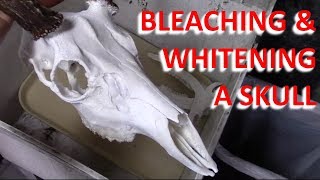 Bleach and Whiten A Deer Skull For European Mount Part 2 [upl. by Brechtel49]