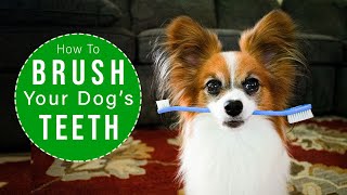 How To Brush Your Dogs Teeth EASY Steps  Percy the Papillon Dog [upl. by Patricio]