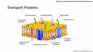 Chapter 41 Cell Membranes and Transport Phospholipids and Cell Signaling [upl. by Ahcsas18]