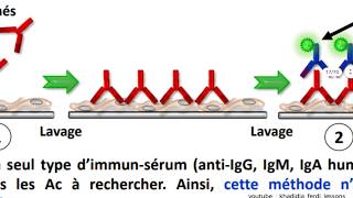 📍Immunoflurescence directe et indirecte [upl. by Marozas]