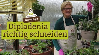 Dipladenia  Dipladenie richtig schneiden im Februar [upl. by Chatwin]