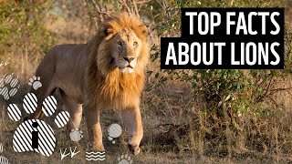 Top 10 Facts About Lions  Animal Fun Facts  WWF [upl. by Ennayoj]