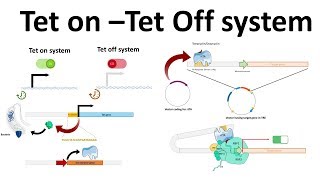 Tet on Tet off system [upl. by Ethelbert]