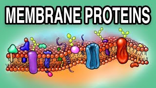 MEMBRANE PROTEINS  Types and Functions [upl. by Karrie665]