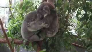 KOALA FIGHT l KOALA VOICES l Lone Pine Koala Sanctuary l Australia l Zoo [upl. by Adekam405]