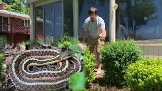 Eastern Garter Snake in the Yard [upl. by Asiulana661]