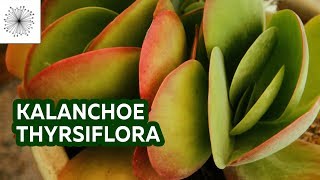 Todo sobre la suculenta Kalanchoe thyrsiflora [upl. by Aisor801]