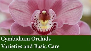 Cymbidium Orchid Varieties and How to grow them [upl. by Ainuj]