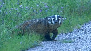 Wisconsin Badger Wild [upl. by Beora]