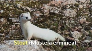 Stoat Mustela erminea [upl. by Ayanad]