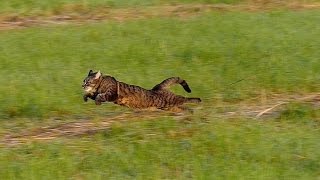 Running cat  slow motion 100fps [upl. by Woodall]