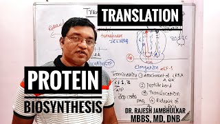 6 Protein Biosynthesis Translation in Eukaryote New [upl. by Elleval]