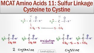 Disulfide Bridge Formation Cysteine to Cystine [upl. by Erehc]