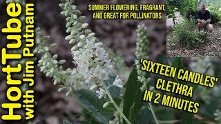 Sixteen Candles Clethra in 2 Min  Fragrant Flowers for Pollinators🐝💮 [upl. by Ys952]