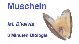 Bivalvia  Muscheln  3 Minuten Biologie [upl. by Elysee541]