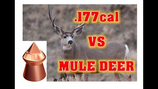 177cal PELLET vs MEDIUM SIZED GameILLEGAL but DEADLY [upl. by Struve737]