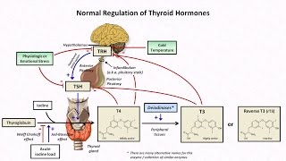 Thyroid Hormones and Thyroid Function Tests [upl. by Canfield]