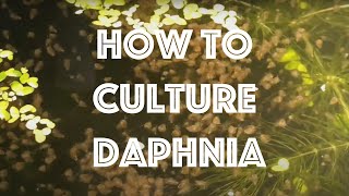 How To Culture Daphnia Magna [upl. by Nadirehs]