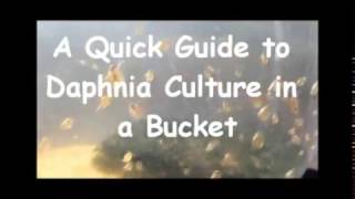 How to culture daphnia outside [upl. by Greggs]