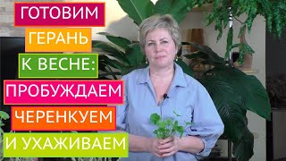 КАК ПОДГОТОВИТЬ ПЕЛАРГОНИЮ К ВЕСНЕ ПРАВИЛЬНЫЙ УХОД И ЧЕРЕНКОВАНИЕ [upl. by Eitten18]