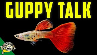 Lets talk Fancy Guppies Guppy Fish Live Stream [upl. by Daphene352]