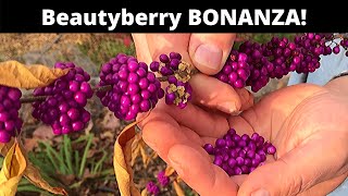 Beautyberry grow and eat a SPECTACULAR berry [upl. by Peltier351]