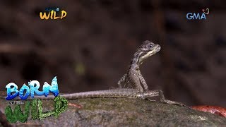 Born to be Wild Documenting the behavior of sailfin lizards [upl. by Nibla]