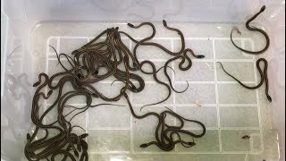 Newborn Baby Garter Snakes 2022 [upl. by Boykins216]