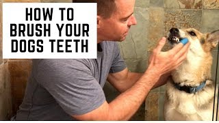 How To Brush Dogs Teeth  Clean Your Dogs Teeth At Home [upl. by Neyuh]