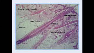 Lecture50 Introduction to Dermatopathology [upl. by Shannan67]