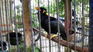 Amazing Talking Myna Bird [upl. by Aivatan329]