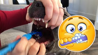 How To Brush Your Dogs Teeth [upl. by Miles]