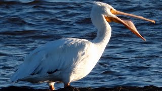 Pelican call sounds amp preening sleeping  American white  Bird [upl. by Drawde]