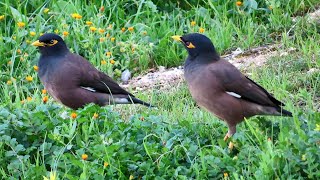 Common myna bird song Indian maina sound mynah singing [upl. by Nabala977]