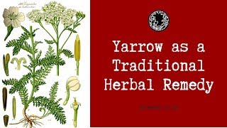 How to Use Yarrow As a Herbal Remedy and Medicine Achillea millefolium [upl. by Yenaj]