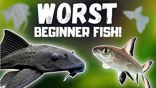 Top 7 WORST Beginner Fish BEWARE [upl. by Glavin]