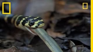 King Cobra vs Olive Water Snake  National Geographic [upl. by Ardnoek]