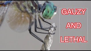 Dragonflies and Damselflies NARRATED [upl. by Samuelson]