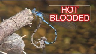 Damselflies Mating and Laying Eggs NARRATED [upl. by Saucy197]