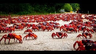 Christmas Island Crab Migration Documentary [upl. by Bridget]