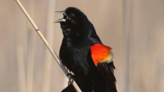 How Nature Works Redwinged Blackbird Display [upl. by Arlinda]