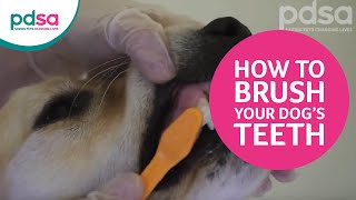 How To Brush Your Dog’s Teeth [upl. by Himelman354]