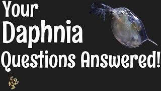 Daphnia Questions Answered [upl. by Abran]