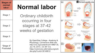 Normal labor ordinary delivery [upl. by Tallou]