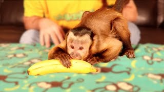 Monkey Learning How To Peel a Banana [upl. by Mozart]